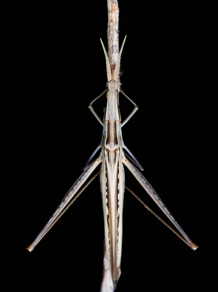 Cavalletta a testa conica (Acrida ungarica) durante la notte — Foto Stock