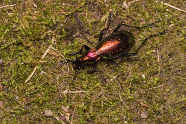 Altın böcek makro, Carabus rutilans, İspanya yaban hayatı.