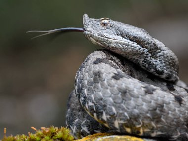Doğada yetişkin boynuzlu yılan (Vipera latastei) makrosu