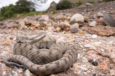 Doğada yetişkin boynuzlu yılan (Vipera latastei) makrosu