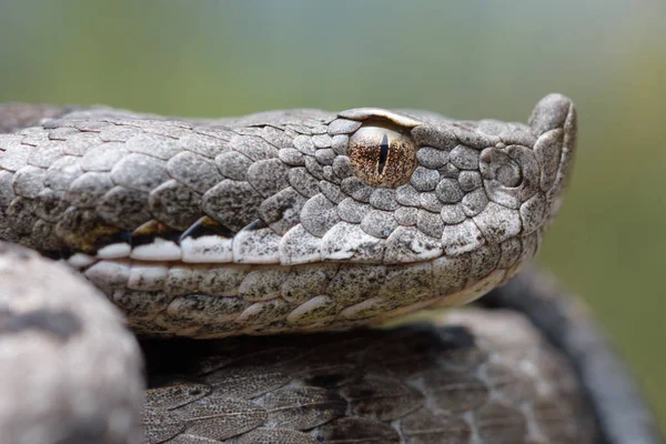 Víbora adulta con cuernos (Vipera latastei) macro en naturaleza — Foto de Stock