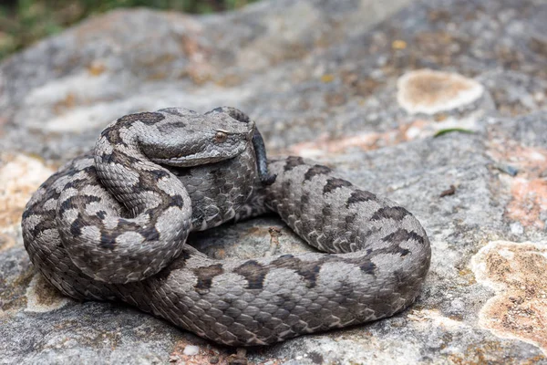 Dospělý rohatý zmije (Vipera latastei) makro v přírodě — Stock fotografie