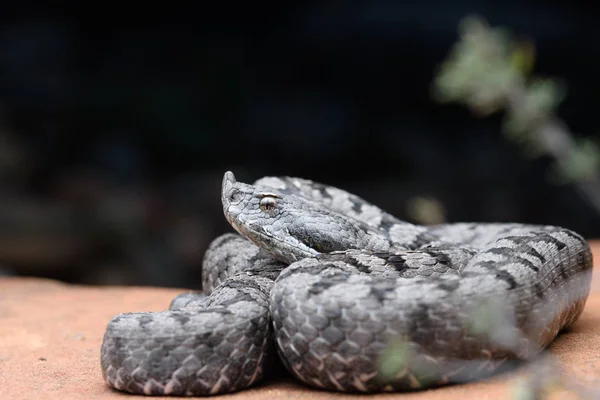 Dospělý rohatý zmije (Vipera latastei) makro v přírodě — Stock fotografie