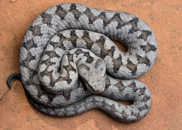 Dospělý rohatý zmije (Vipera latastei) makro v přírodě — Stock fotografie