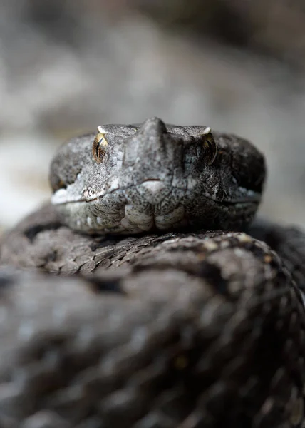 Víbora adulta con cuernos (Vipera latastei) macro en naturaleza — Foto de Stock