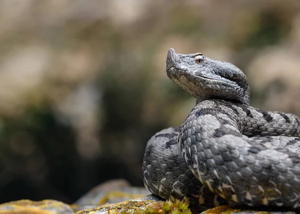 Adulte Kreuzotter (vipera latastei) Makro in der Natur — Stockfoto