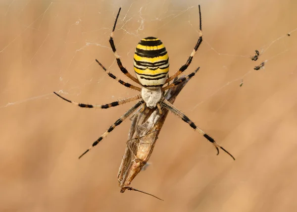 Araña avispa (Argiope bruennichi) con su presa en la naturaleza macro con luz del atardecer — Foto de Stock