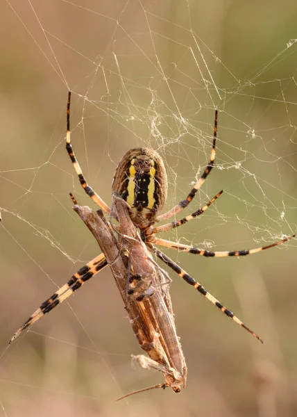 Wasp spider (Argiope bruennichi) with her prey in nature macro with sunset light — Stock Photo, Image