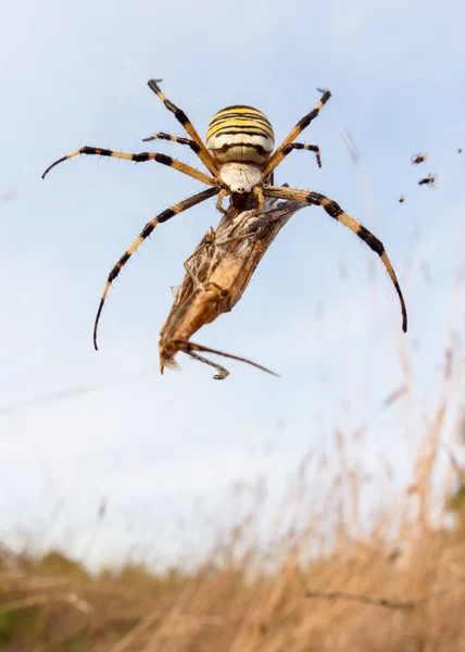 Araña avispa (Argiope bruennichi) con su presa en la naturaleza macro con luz del atardecer — Foto de Stock