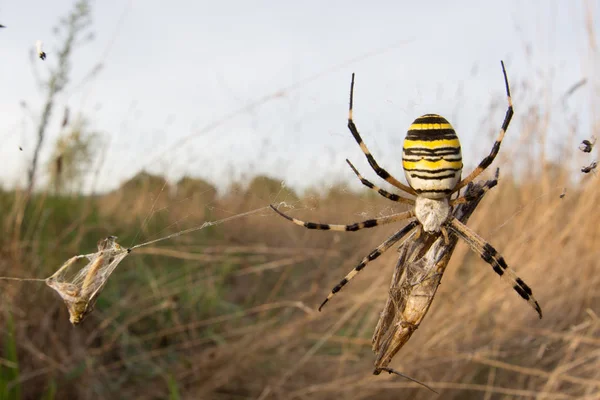 Wasp spider (Argiope bruennichi) with her prey in nature macro with sunset light — Stock Photo, Image