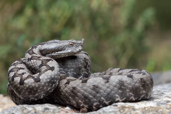 Doğada yetişkin boynuzlu yılan (Vipera latastei) makrosu Stok Fotoğraf