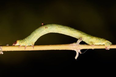 Doğada tırtıl familyası geometridae