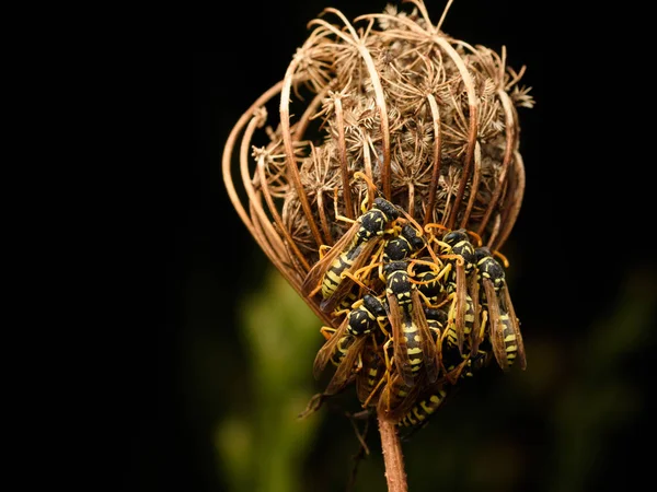 夜に眠っている植物の上のゴミのグループ — ストック写真