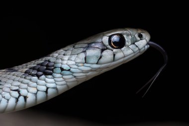 Akdeniz çim yılanı (Natrix astreptofora)