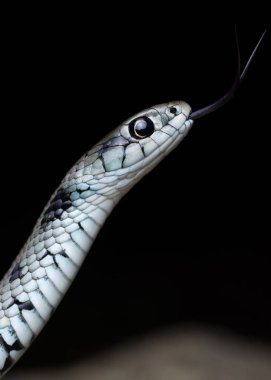 Akdeniz çim yılanı (Natrix astreptofora)