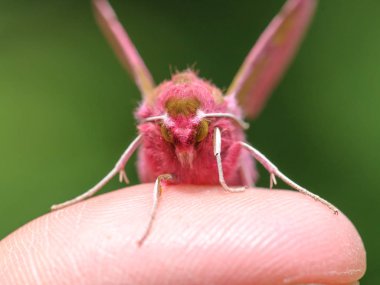 Küçük fil şahini (Deilephila porcellus)