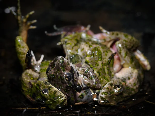 Mating common parsley frog (Pelodytes punctatus) — Stock Photo, Image