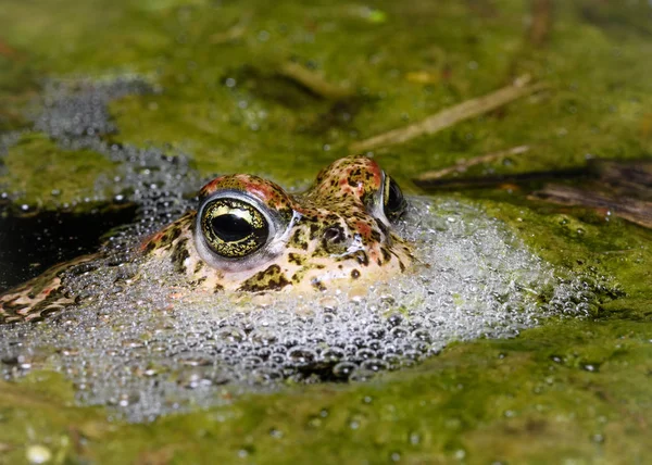 Male Natterjack toad (Epidalea calamita) — Stock Photo, Image