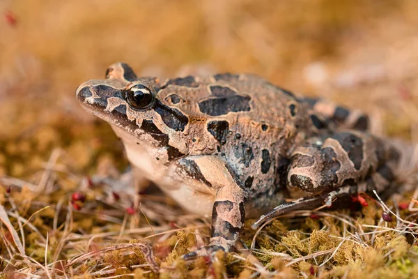 Mediterranean painted frog (Discoglossus pictus) — Stock Photo, Image