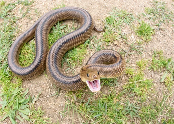 Žebříkový had (Zamenis scalaris) široký úhel — Stock fotografie