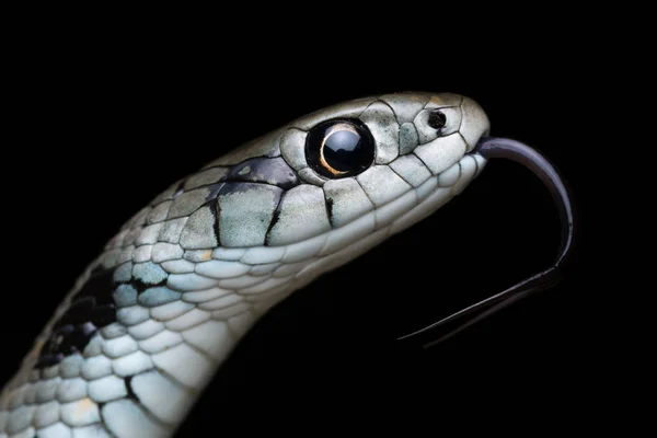 Cobra-do-mediterrâneo (Natrix astreptophora ) — Fotografia de Stock