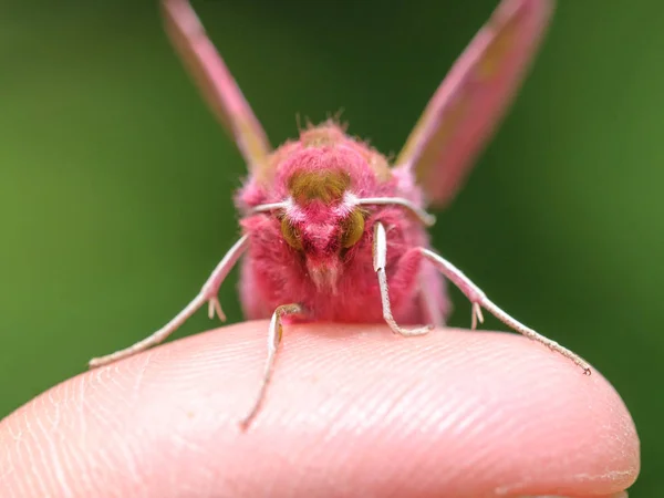 Küçük fil şahini (Deilephila porcellus) - Stok İmaj