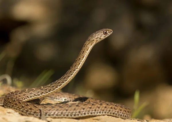 Serpent de Montpellier (Malpolon monspessulanus) femelle — Photo