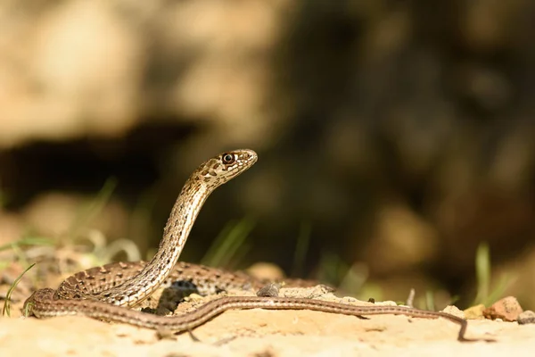 Serpent de Montpellier (Malpolon monspessulanus) femelle — Photo