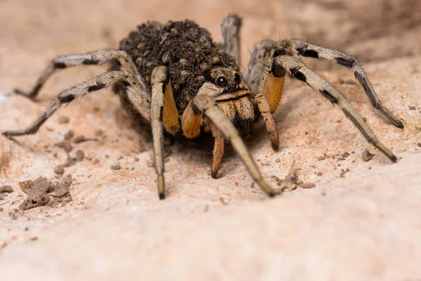 Mother Wolf Spider Lycosa Hispanica Babies — Stock Photo, Image