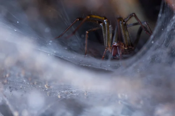 Araña Casa Gigante Tegenaria — Foto de Stock