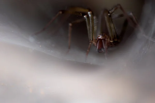 Giant House Spider Tegenaria — стоковое фото