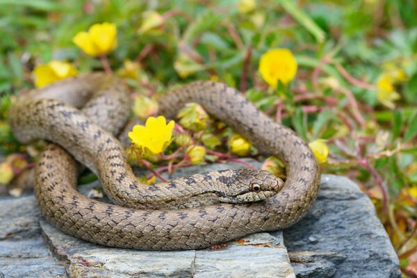Гладкая змея, Coronella austriaca в пирогах
.