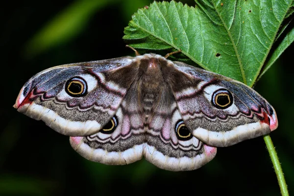 Malá císařská můra (Saturnia pavonia) — Stock fotografie