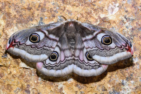 La piccola falena imperatore (Saturnia pavonia ) — Foto Stock