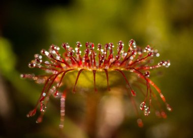 Yuvarlak yapraklı güneş çiğ veya yaygın güneş çiğ (Drosera rotundifolia)