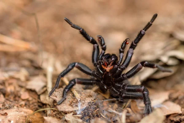 Amblyocarenum sp. aranha na Catalunha — Fotografia de Stock