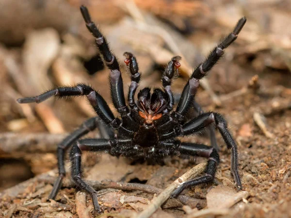 Amblyocarenum sp. spider in catalonia — Stock Photo, Image