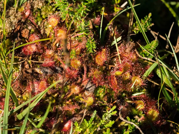 The round-leaved sundew or common sundew (Drosera rotundifolia) — Stock Photo, Image