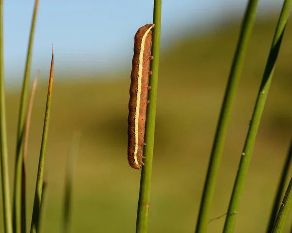 La linea lucente l'occhio marrone (Lacanobia oleracea ) — Foto Stock