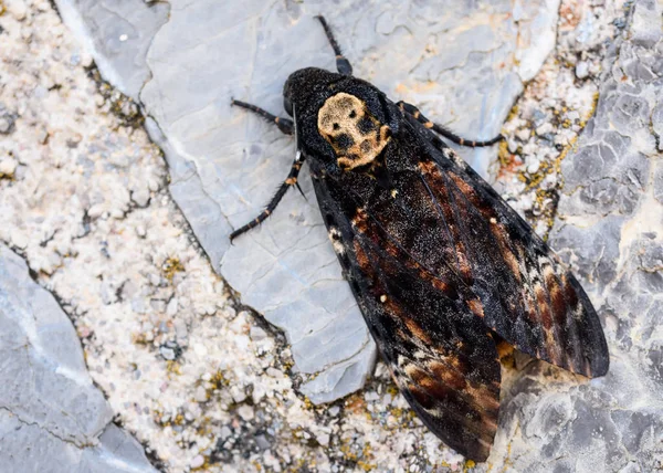 El halcón cabeza de muerte africano (Acherontia atropos ) Imagen De Stock