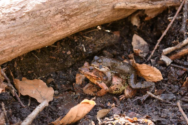 Evropská žába obecná (Rana temporaria) — Stock fotografie