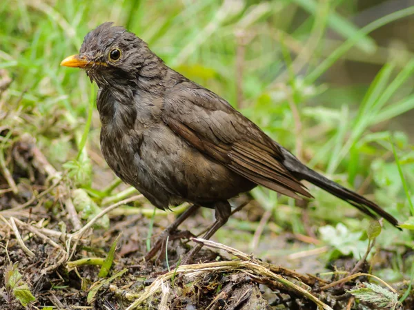 The common blackbird (Turdus merula)