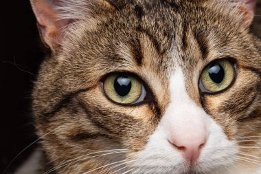 Evde yüz kedisi ayrıntıları