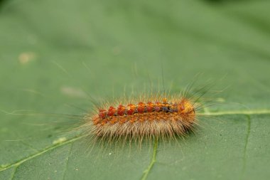 Çingene güve tırtılı, lymantria dispar