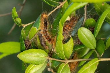 Çingene güve tırtılı, lymantria dispar