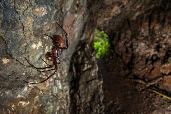 Μεγάλη Αράχνη Σπηλιά Της Καταλωνίας Ισπανία — Φωτογραφία Αρχείου