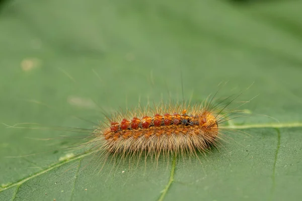 Gypsy Moth Caterpillar Lymantria Dispar — стоковое фото