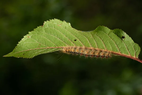 Gypsy Moth Caterpillar Lymantria Dispar — стоковое фото
