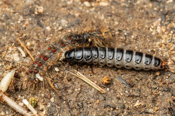 Calosoma Sycophanta Nebo Lesní Housenka Lovec Jíst Lymantrie Dispar — Stock fotografie