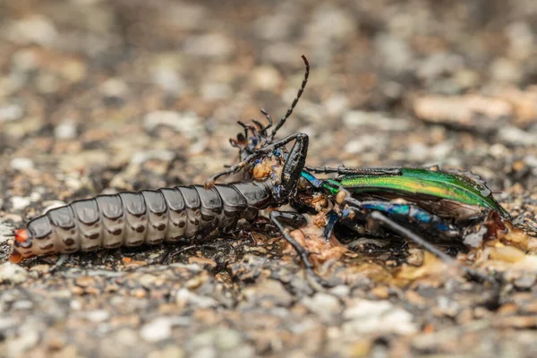 Calosoma Sycophanta Larve Bruco Cacciatore Foresta Mangiare Calosoma Adulto — Foto Stock